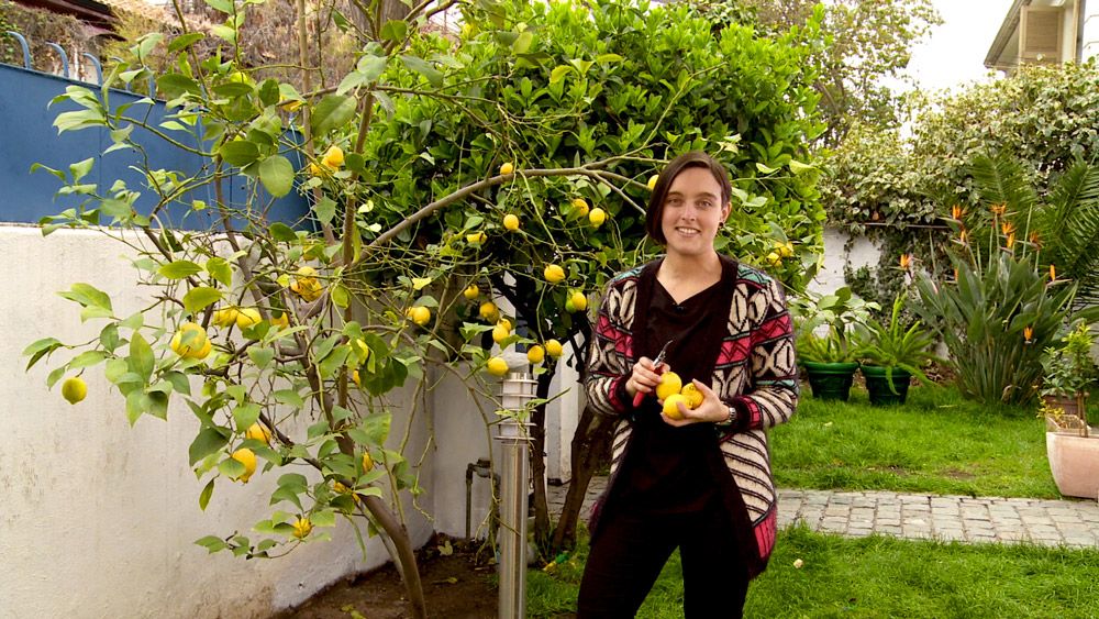 <strong> ¿Cómo fertilizar </strong> los cítricos del jardín en primavera?
