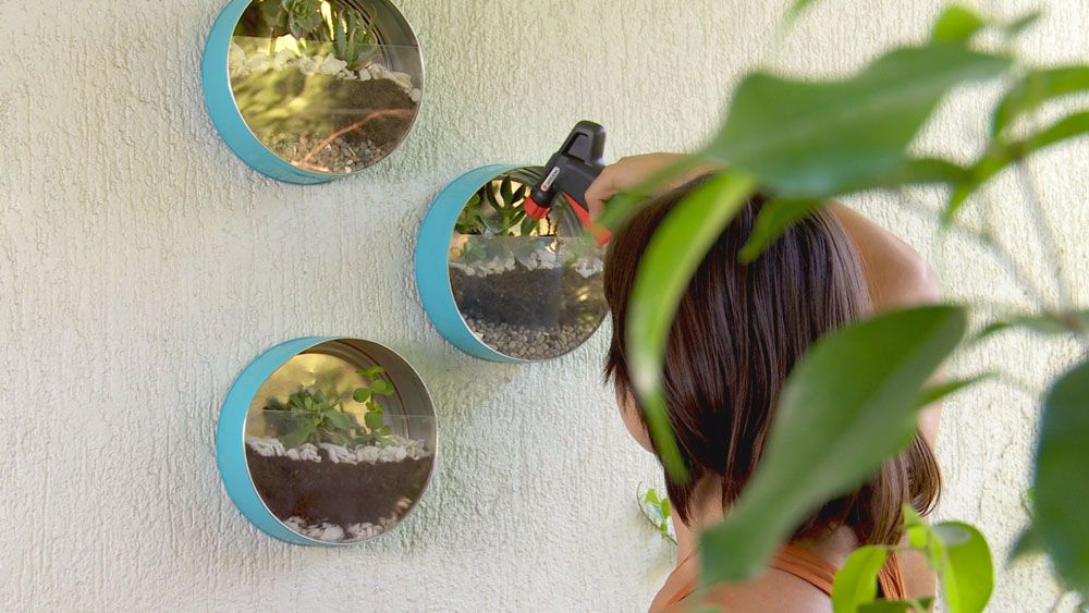 ¿Cómo hacer un terrario de pared reutilizando cajas de galletas?