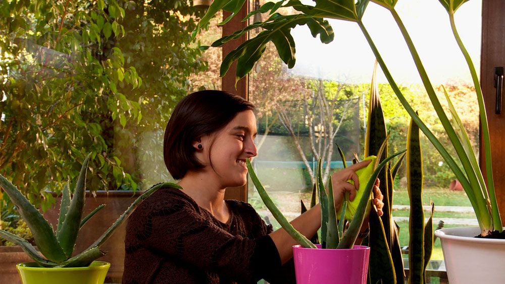 <strong> ¿Cómo purificar </strong> el aire de la casa con plantas?