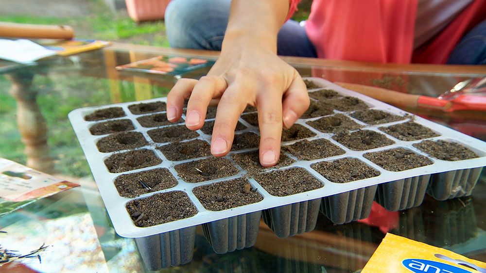 <strong> ¿Cómo reproducir </strong> plantas con esquejes y almácigos?
