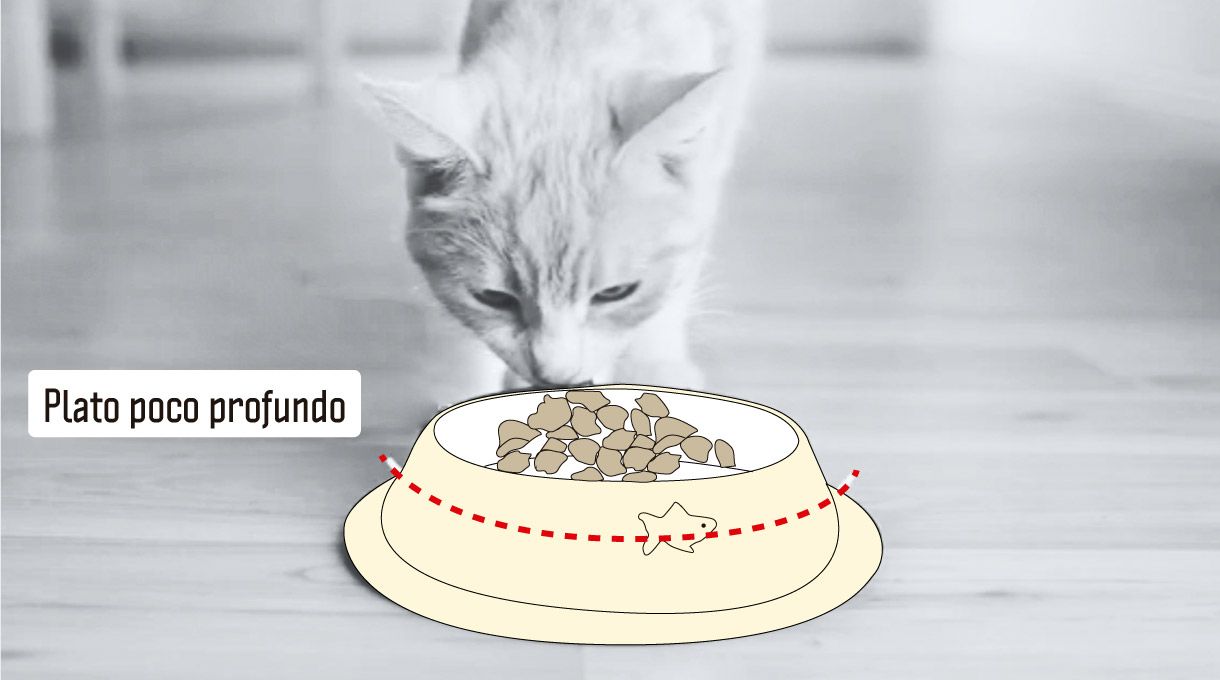 plato poco profundo para gatos, cachorros y perros de nariz chata