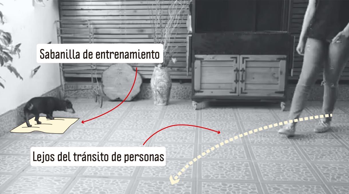 sabanilla de entrenamiento para baño de perros