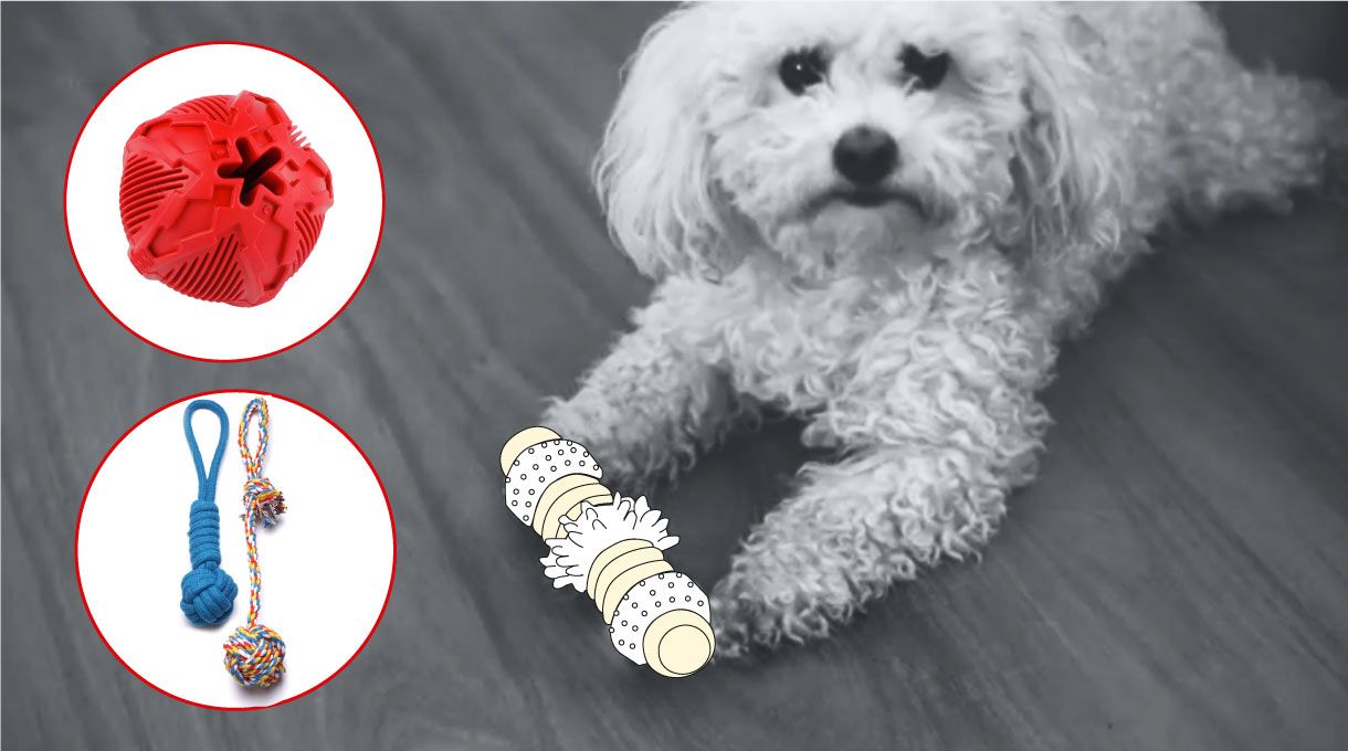 perro con juguetes