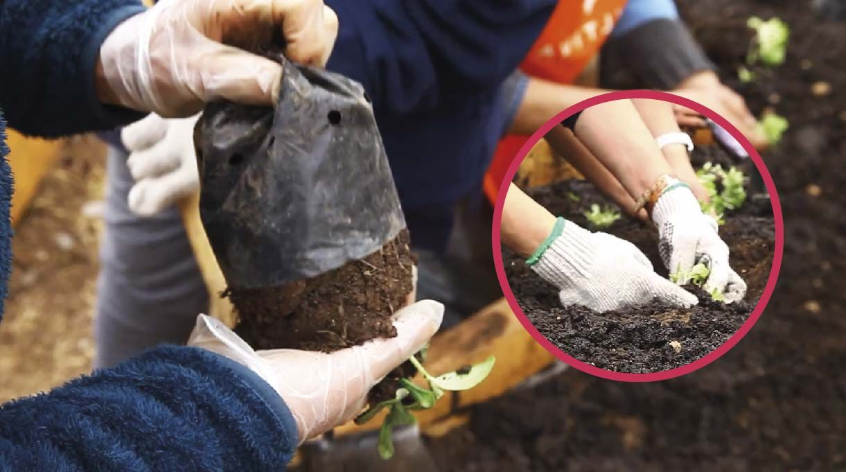 Sacándole el plástico que vienen con las plantas