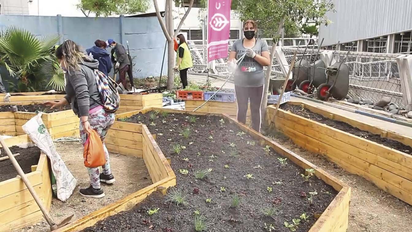 Bancales con las plantas