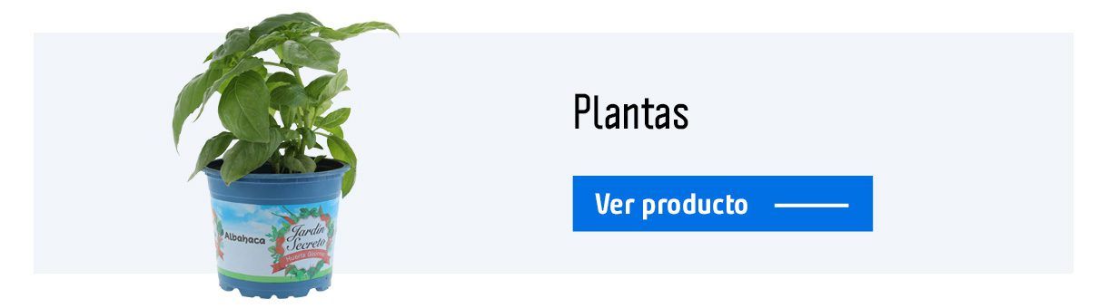 Planta en un macetero
