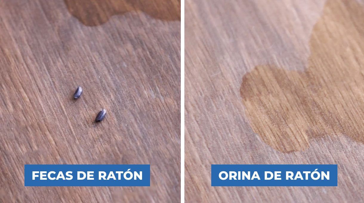 Fecas y orina de ratón