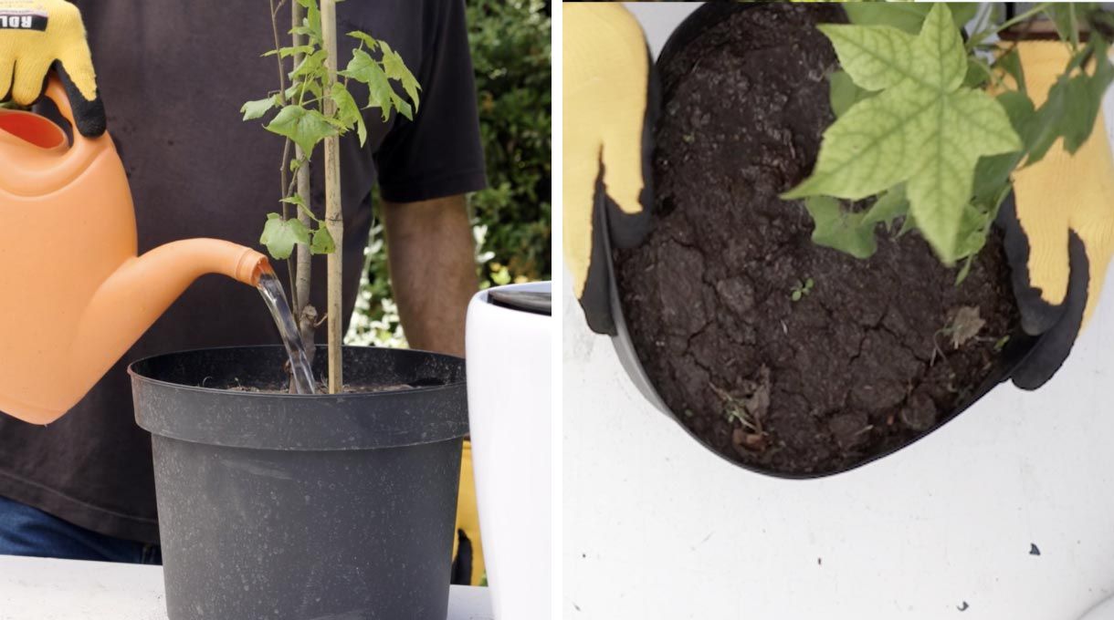 Riega la planta
