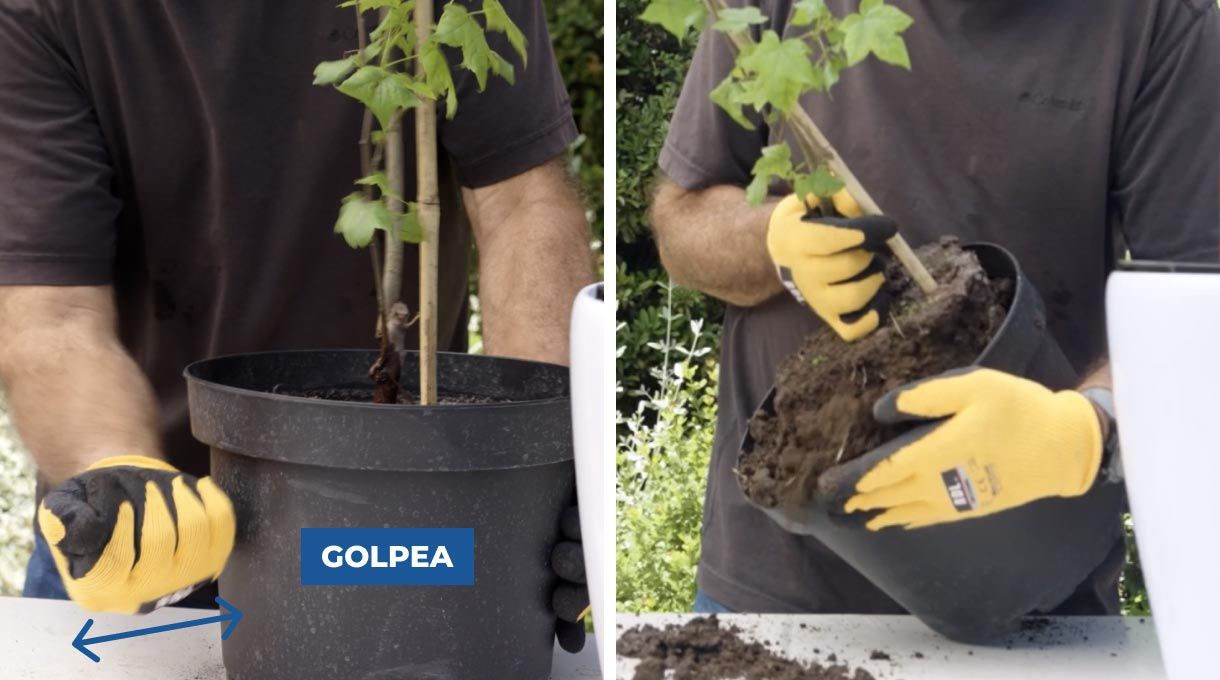 Golpea el macetero