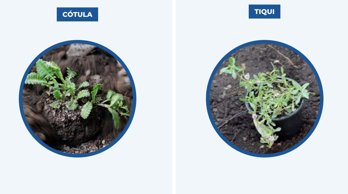 plantas cótula y tiqui