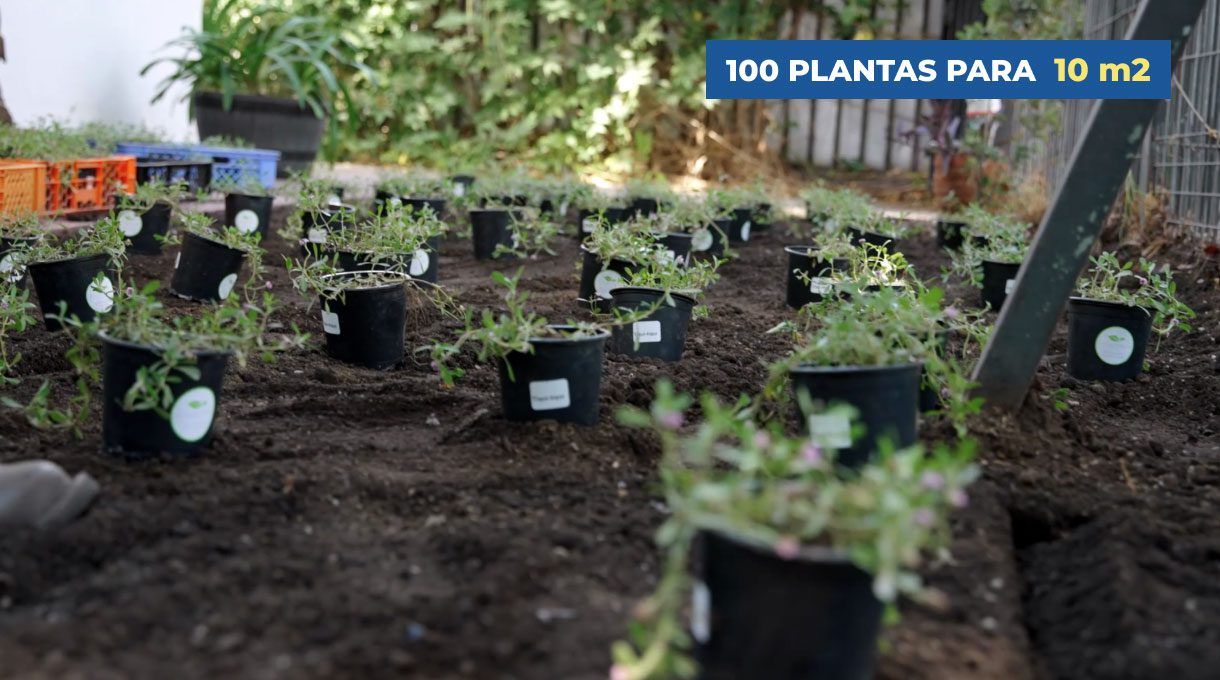 10 plantas por metro cuadrado