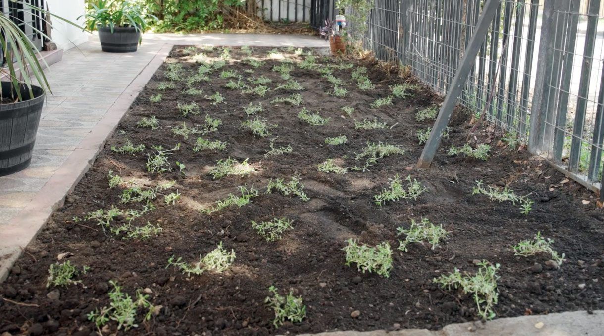 terreno plantado con Tiqui