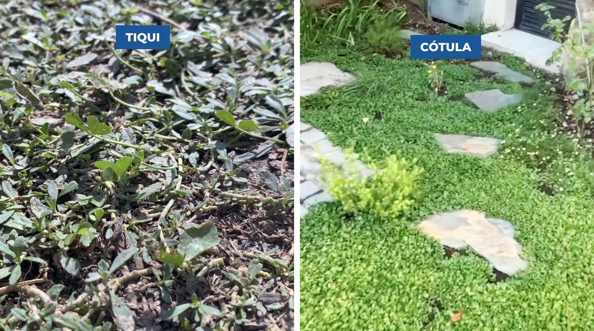 cubresuelos de tiqui y cótula