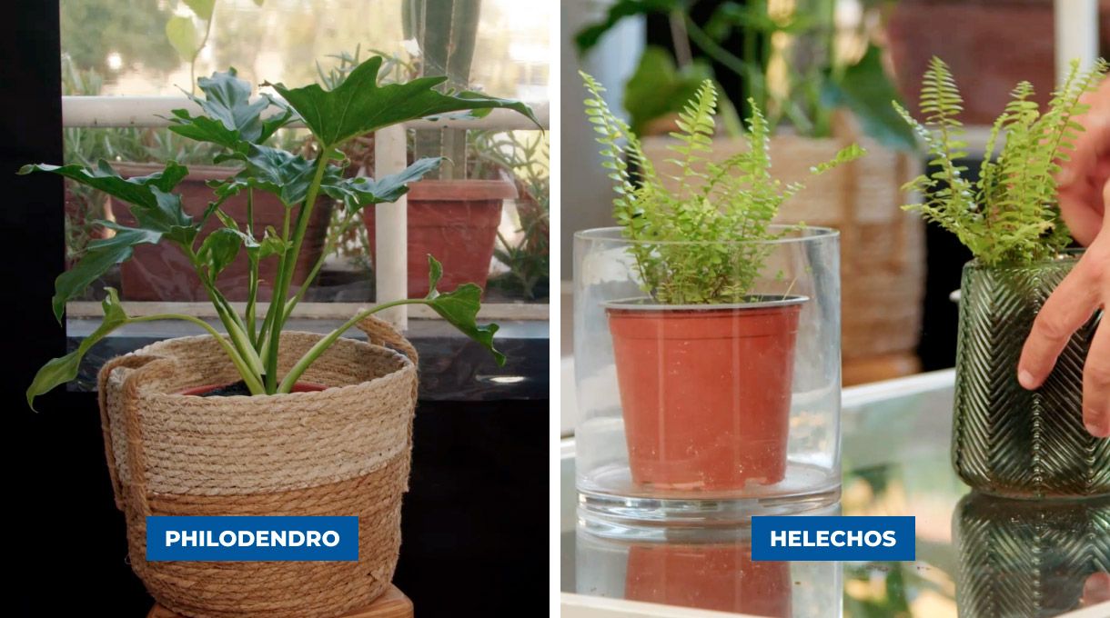 Plantas ideales para este cierre de terraza