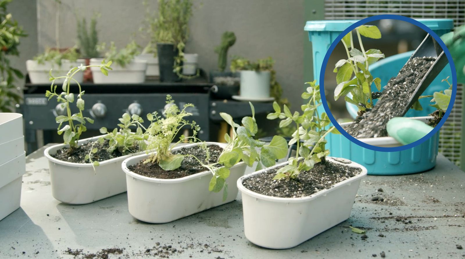 Plantas en maceteros autorregantes