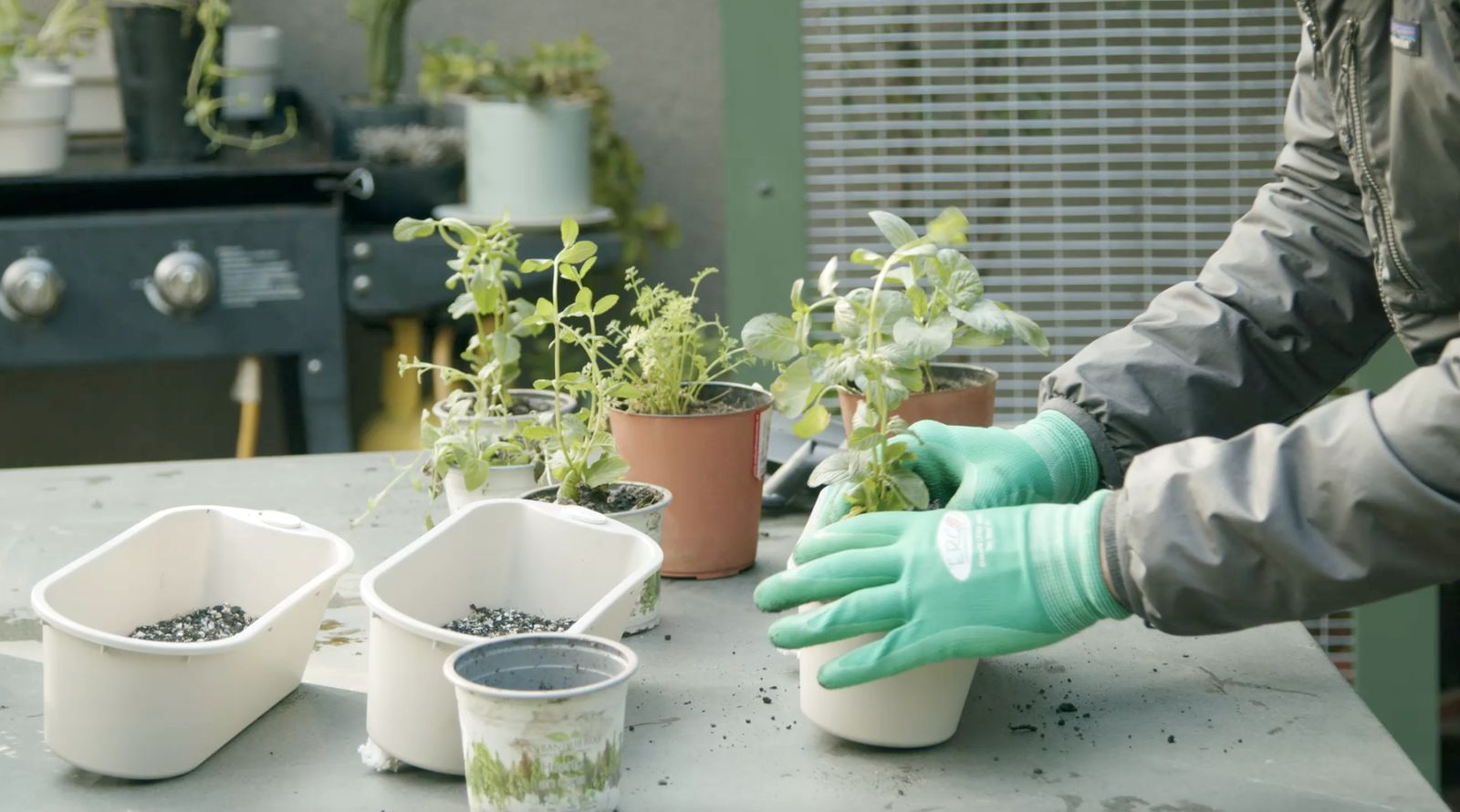 Poner plantas en los maceteros autorregantes con tierra