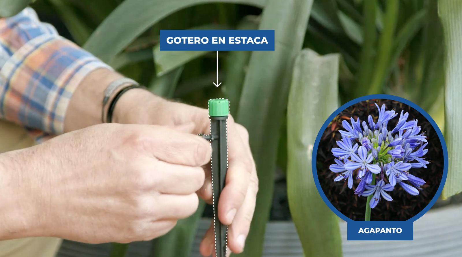 Persona instalando gotero en una estaca para regar un agapanto