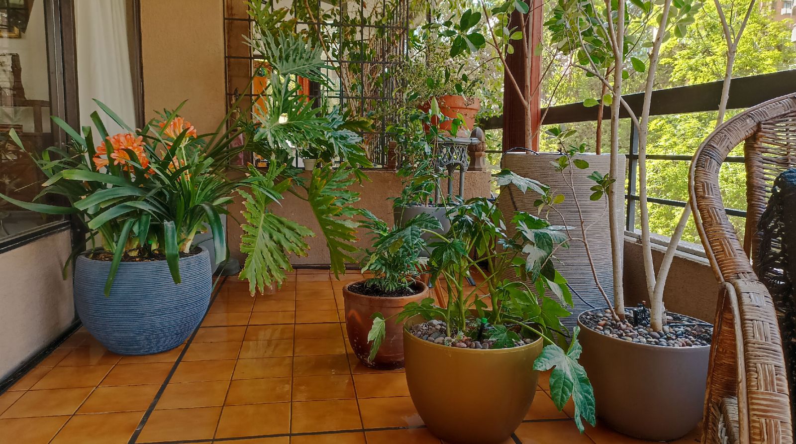 Se ve una terraza con riego automático por goteo y microaspersores instalado