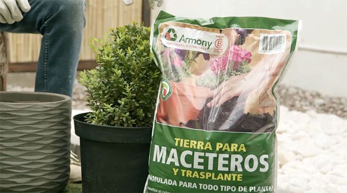 Se ve un saco de tierra para maceteros y un boj en bola