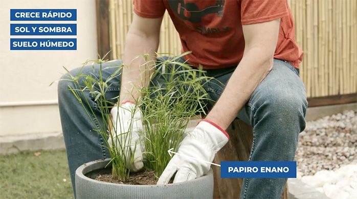 Una persona planta papiro enano en un macetero