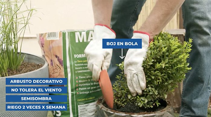 Una persona planta un boj en bola en un macetero