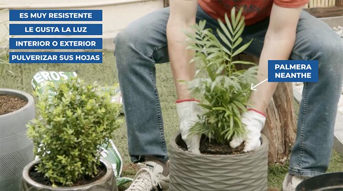 Una persona planta una palmera neanthe en un macetero