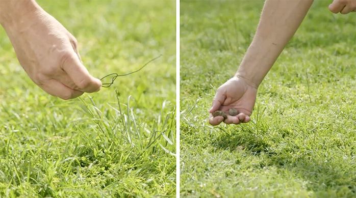 Una persona recoge un alambre y piedras del césped de su jardín antes de cortar el pasto