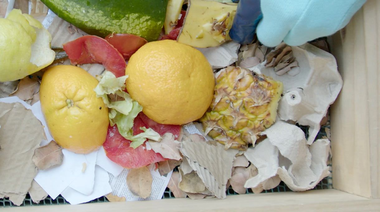 una persona pone residuos frescos como frutas y verduras en una compostera de madera para departamento