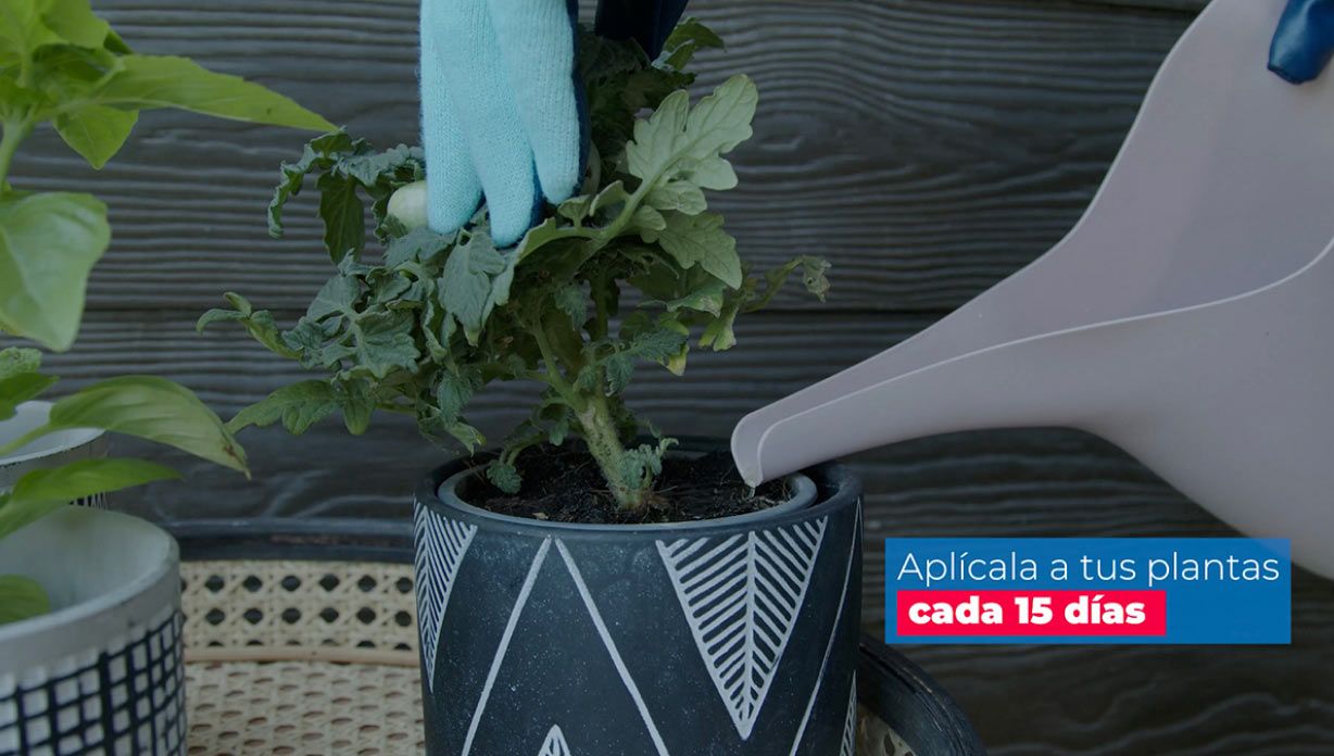 una persona riega una planta con fertilizante