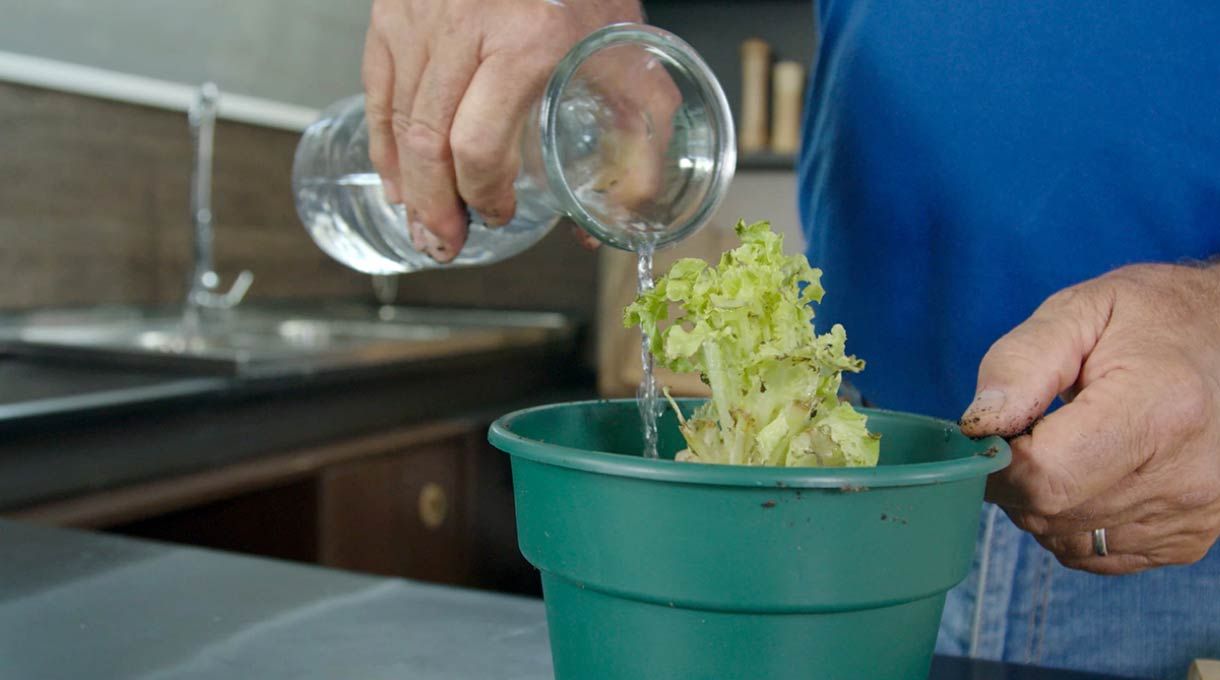 un hombre humedece con agua una lechuga recién plantada