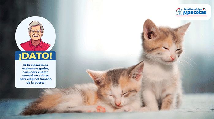 dos gatitos bebé junto a una gráfica que muestra un consejo para elegir una puerta para mascotas.