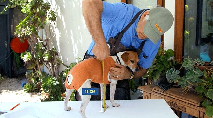 un hombre mide la altura de un perro sobre un mesón usando una huincha para medir.