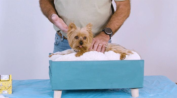 el cajón de un velador renovado como cama para mascota, con un perrito encima.