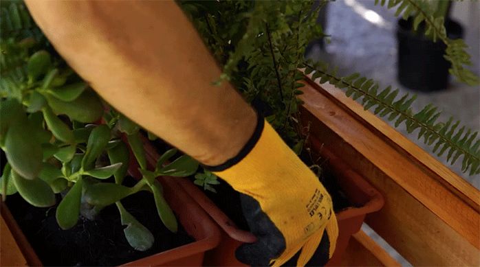 una persona acomoda 4 maceteros alargados con plantas en los soportes interiores de la jardinera movible.