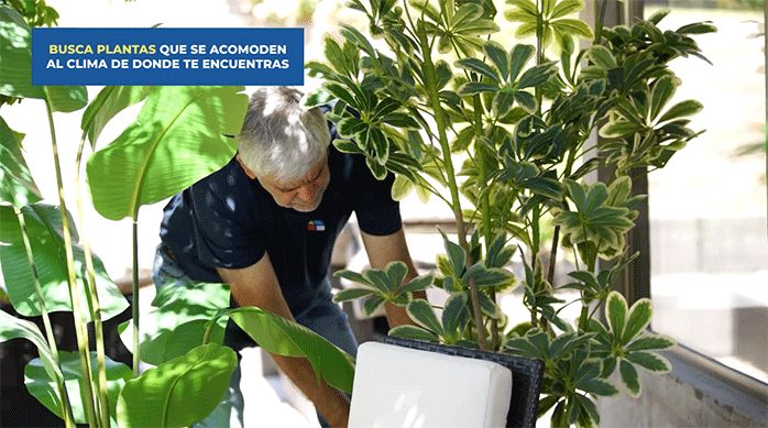 una persona acomoda algunas plantas en la terraza al aire libre para dar más sombra y refrescar el espacio.