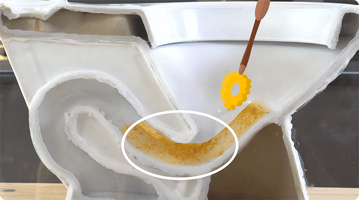 corte transversal de un sanitario que tiene acumulación de sarro.