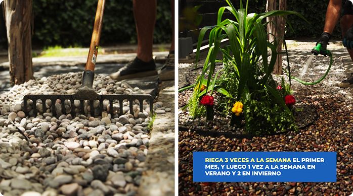 un hombre esparce las piedras del jardín de bajo mantenimiento usando un rastrillo.