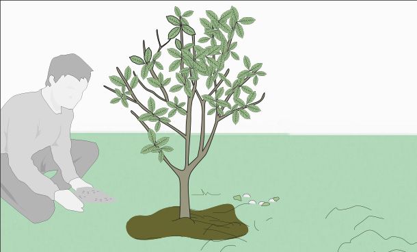 Hombre arrodillado al lado de un árbol sosteniendo tierra entre sus manos
