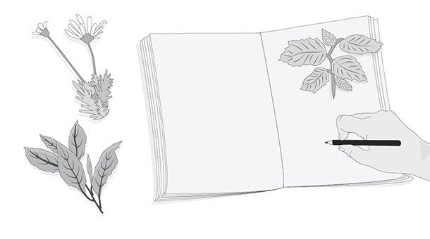 hojas de árbol pegadas en un cuaderno junto a una mano que sostiene un lápiz para escribir
