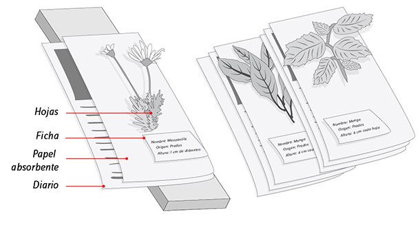hojas de plantas y flores pegadas en un cuaderno