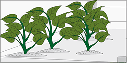 huerta en casa