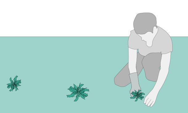 una persona quita las malezas de un jardín para cuidarlo después del verano