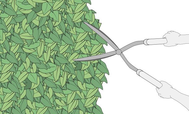 una persona realiza una poda suave de ramas y hojas usando unas tijeras de jardinería