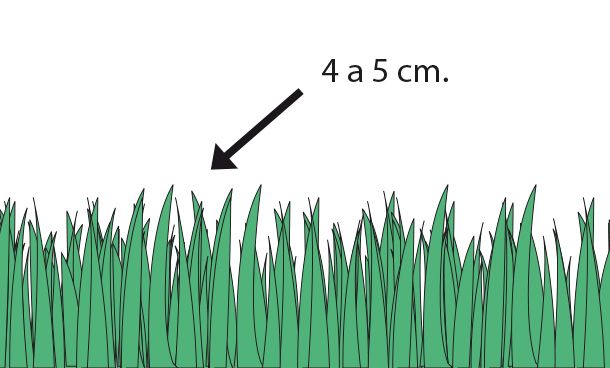 pasto de un jardín con 4 a 5 cm de altura