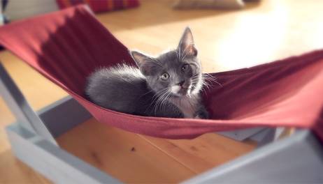 ¿Cómo hacer una hamaca para gatos?