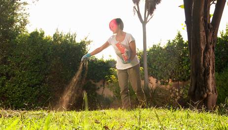 ¿Cómo rehidratar plantas después del verano?