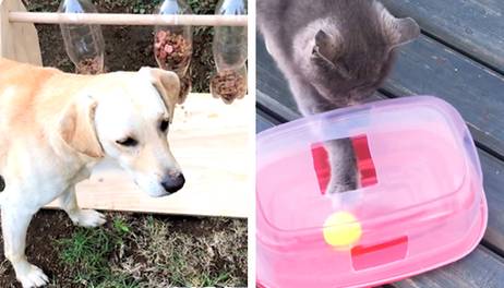 ¿Cómo hacer un ejercitador y comedero para mascotas?