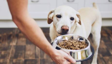 ¿Cómo crear un espacio para perros y gatos en casa?