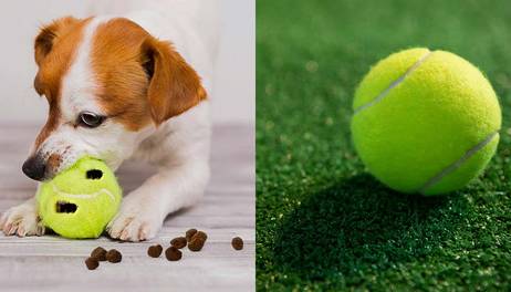 6 trucos para pasear con tu mascota