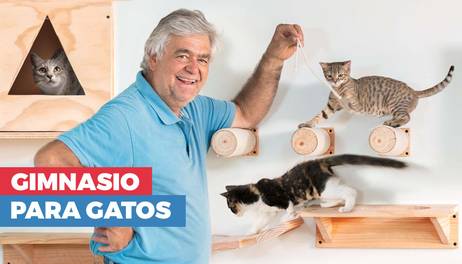 Cómo hacer un gimnasio para gatos en tu pared